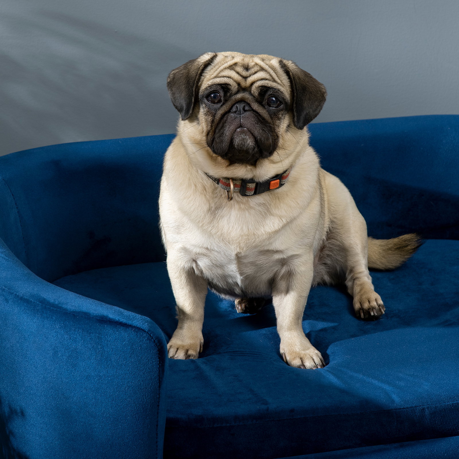 Sofá para cães pequenos com pés de madeira almofada removível e capa lavável 86x55x33 cm azul